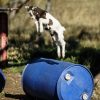 Baby goat jumping over a blue barrel